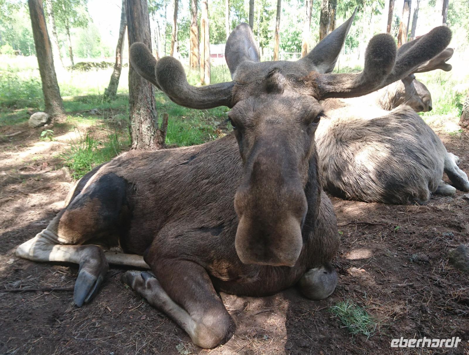 Von Angesicht zu Angesicht mit einem Elch, Elchpark