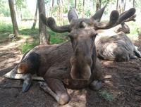 Von Angesicht zu Angesicht mit einem Elch, Elchpark
