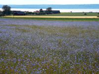 1252 ..und Kornblumenwiesen ..