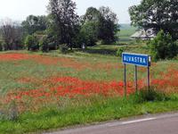 1346 Inmitten von knallroten Mohnblumenfeldern die Klosterruine von Alvastra 