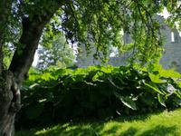 1372 Außerhalb der alten Mauern wuchert der Huflattich