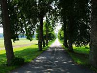 1524 Einsame Alleenstraßen 