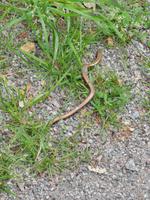 1588 Die Blindschleiche wurde erstmal vom Radweg in die Wiese gesetzt 