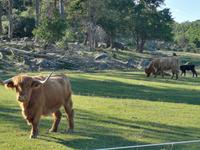 2262 Das sieht aber nicht nach leichtem Sommerfell aus