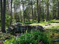 2492 Der  urwaldartige Nadelwald im Hochland von Småland. Seit über 150 Jahren wurde hier kein Baum mehr gefällt 