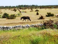 2740 Das teilweise nahezu baumlose Land ist für Landwirtschaft äußerst ungeeignet