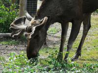3086 Die Tiere leben in weitläufigen Gehegen