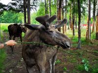 3096 Während einer kurzen Führung erfährt man zum Beispiel, daß das Schaufelgeweih jedes Jahr nachder Paarungszeit abgeworfen wird