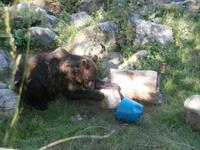 Skansen Freilichtmuseum Bären