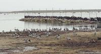 Brandgänse bei Ottenby auf Öland