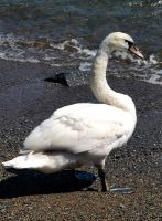 Schwan am Strand