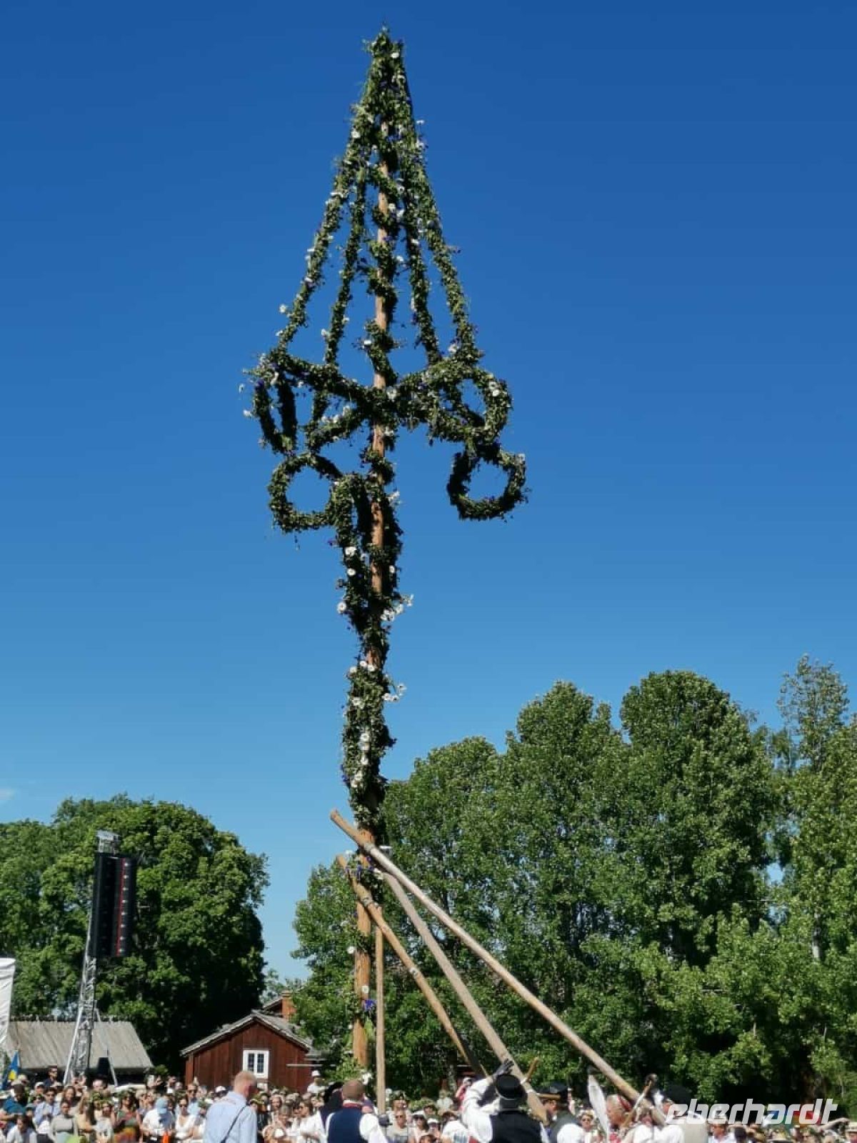 Midsommar Baum wird aufgestellt