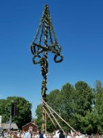 Midsommar Baum wird aufgestellt