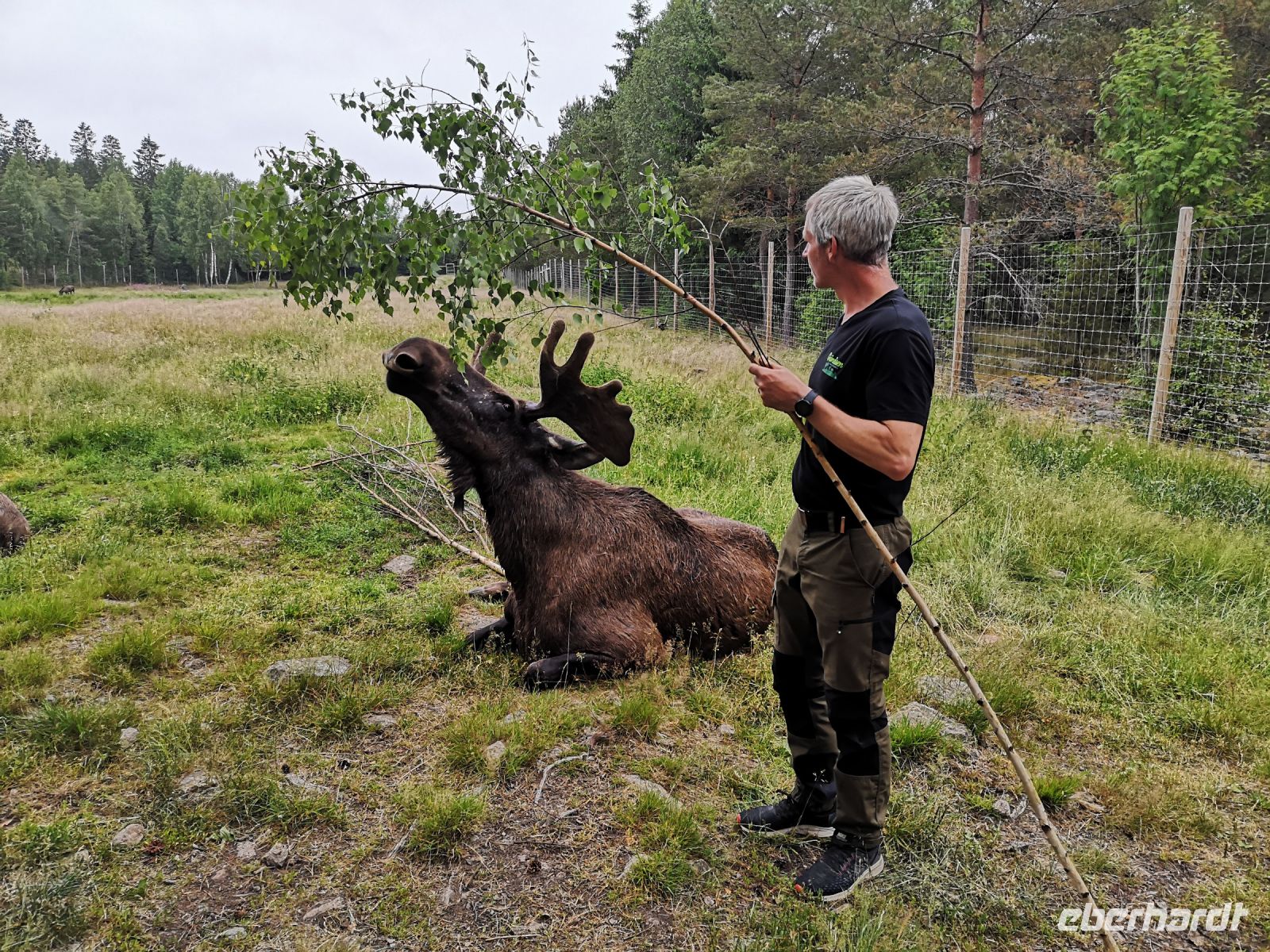 Der größte Elch im Park, zutraulich wenn es waszu fressen gibt
