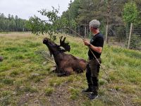 Der größte Elch im Park, zutraulich wenn es waszu fressen gibt