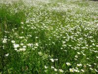 Schloss Gripsholm: Park