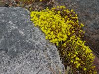 Åland: bei den Ruinen von Bormarslund