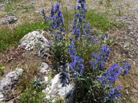 Visby: am Galgenberg