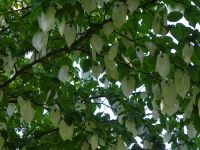 Visby: Rundgang: Botanischer Garten: Taschentuchbaum