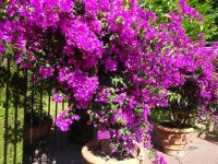 Am Schlosspark Solliden