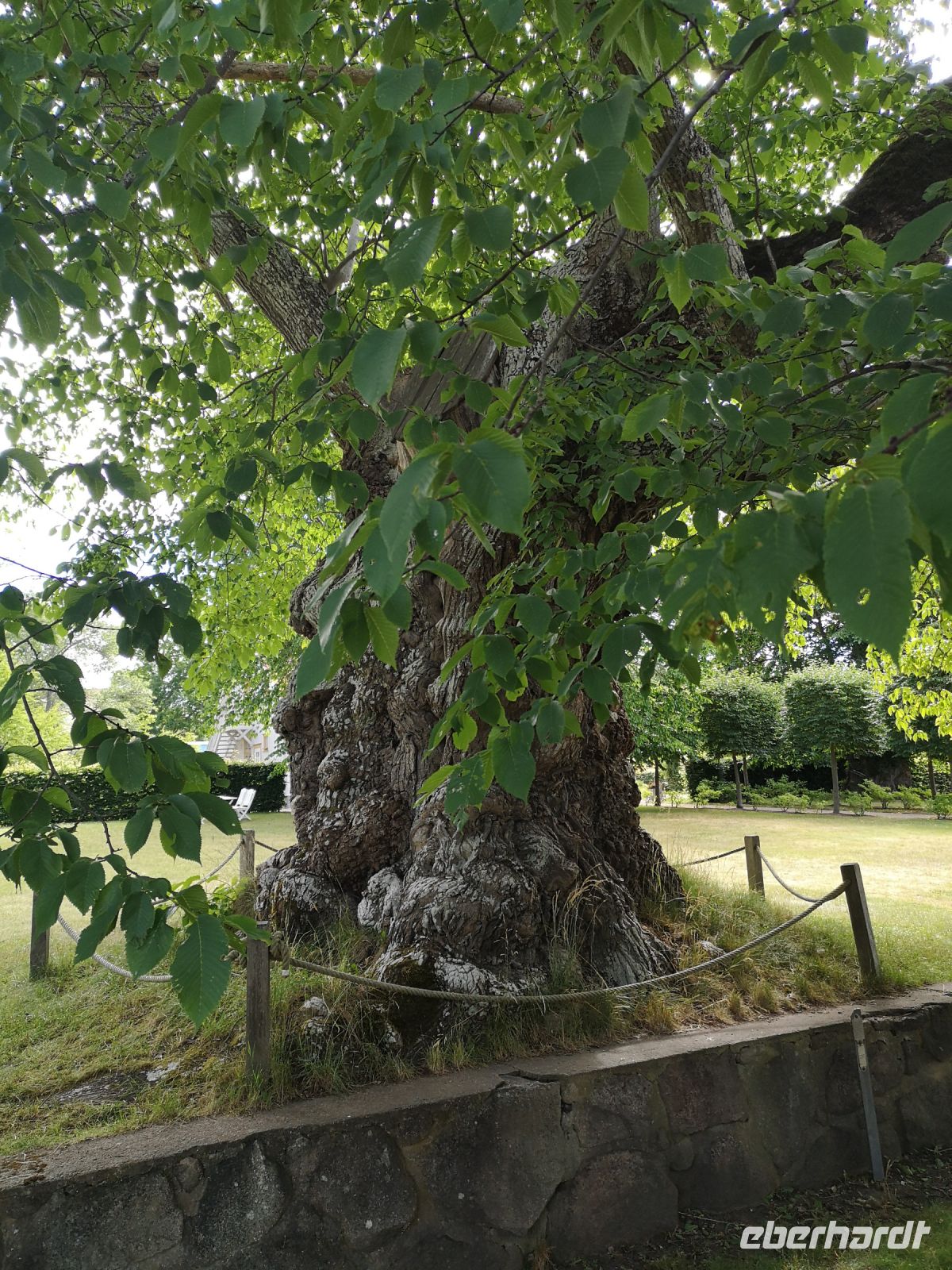 Limonadenbaum im Garten von Astrit Lindgren