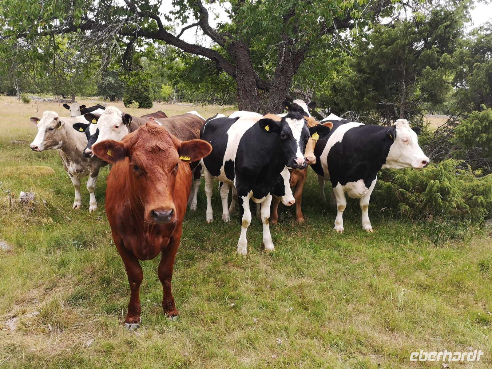 Fahrradfahrer sind auch für Kühe interessant