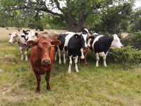 Fahrradfahrer sind auch für Kühe interessant