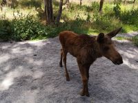 Elchnachwuchs im Park bei Kosta