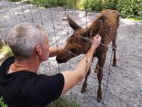 Elchnachwuchs im Park bei Kosta