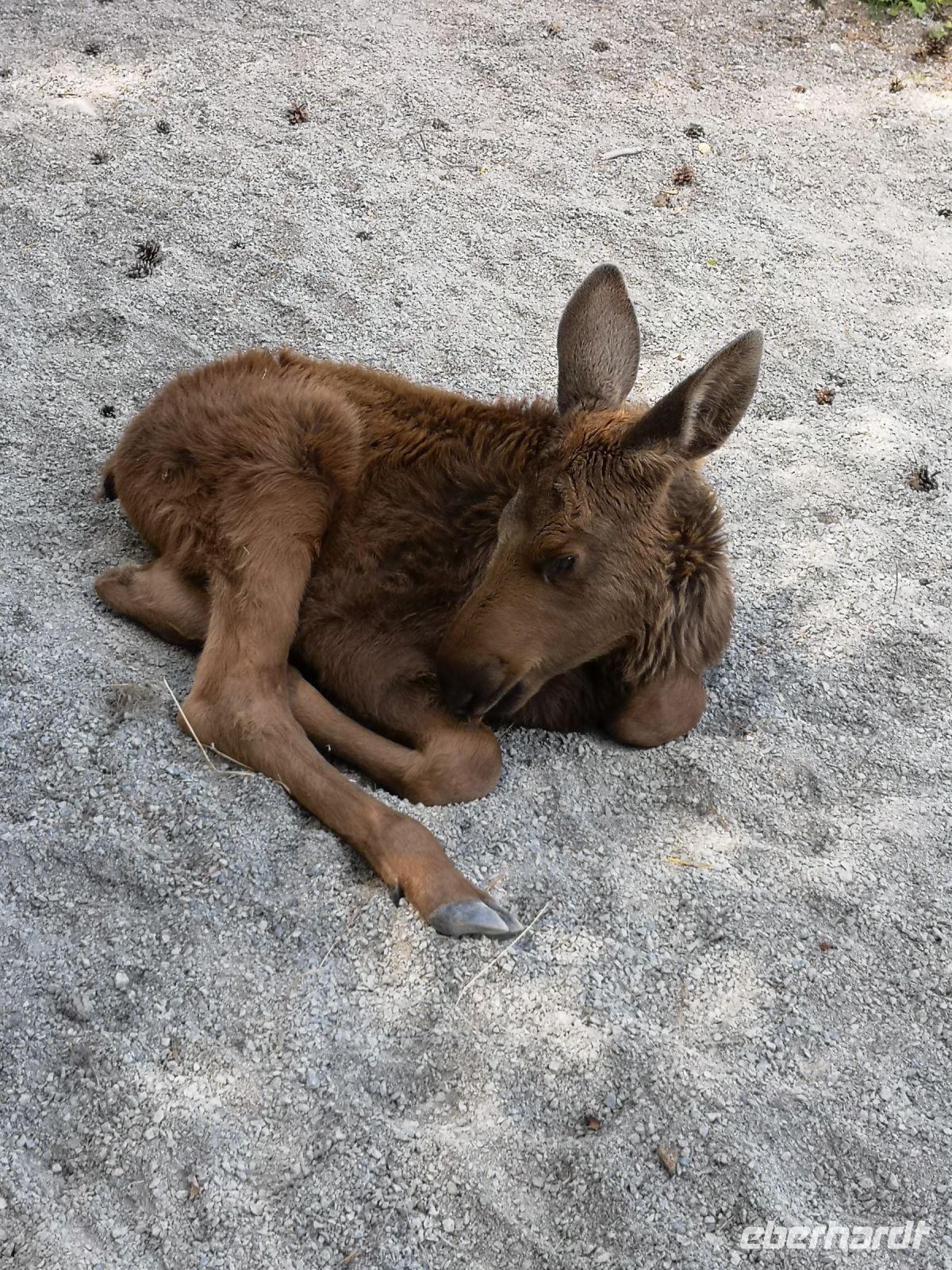 Elchnachwuchs im Park bei Kosta