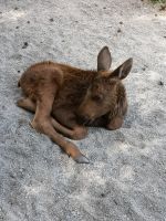 Elchnachwuchs im Park bei Kosta