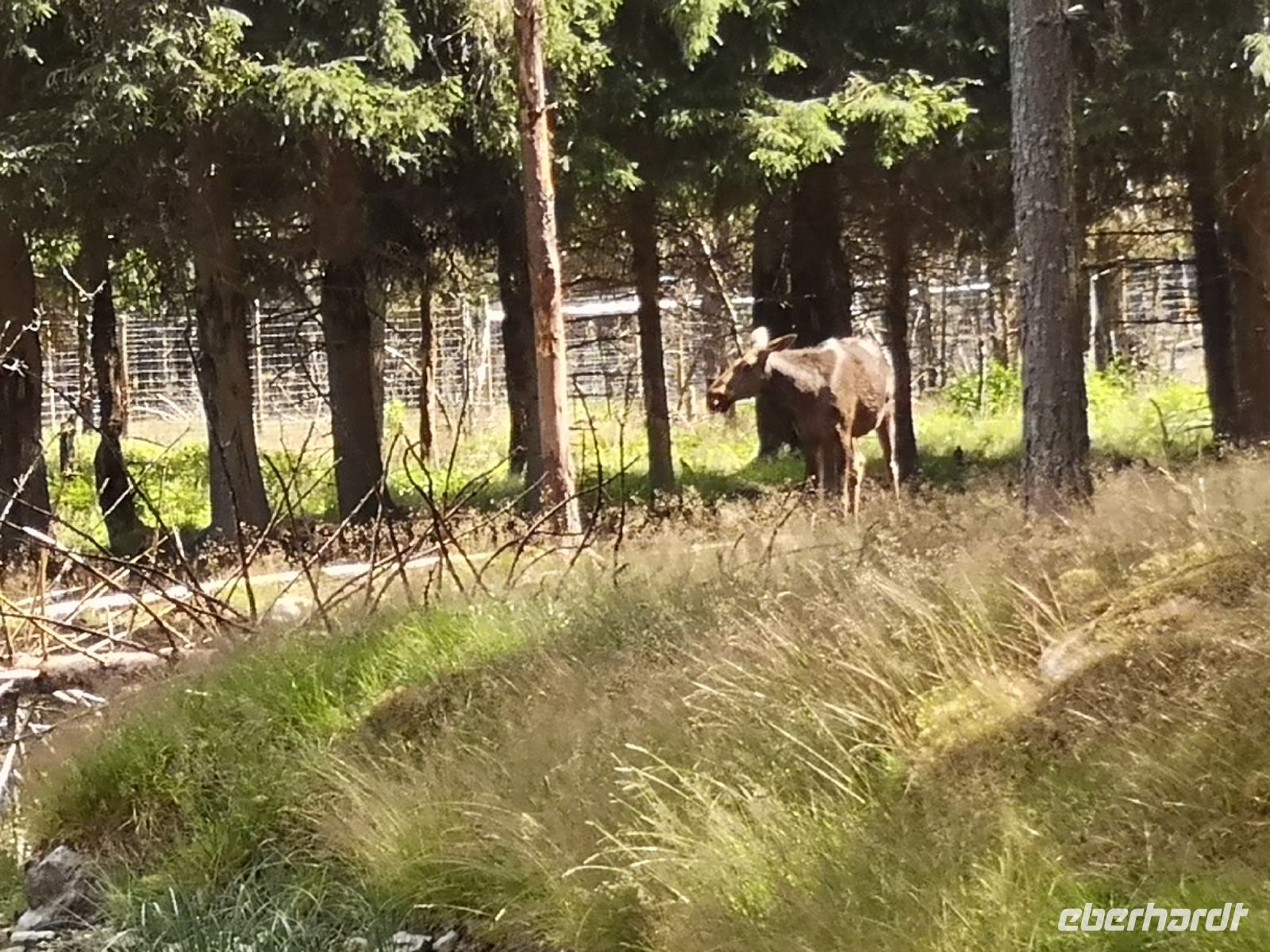 Elch im Park Grönåsens