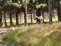 Elch im Park Grönåsens