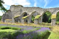 Alvastra Klosterruine