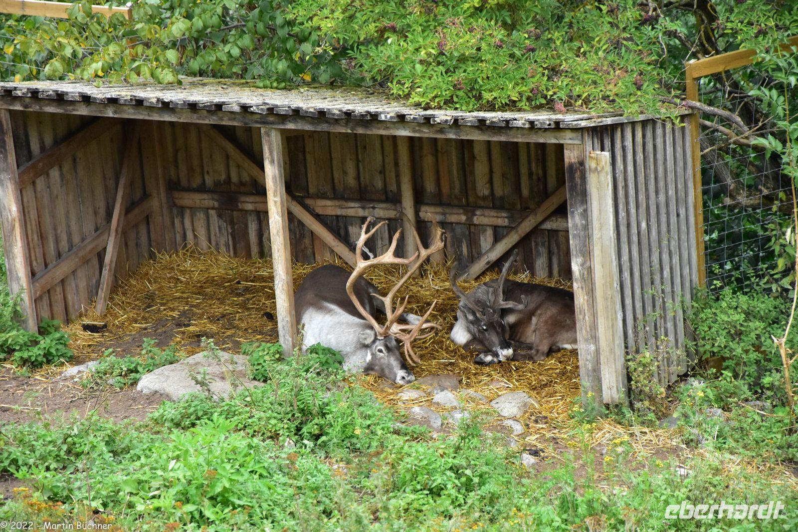Rentiere im Freilichtmuseum Skansen