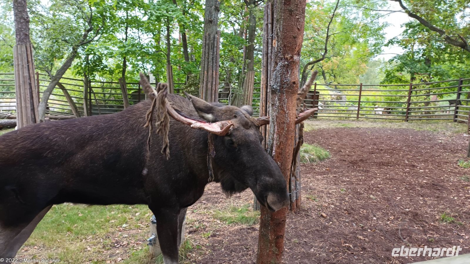 Elche im Freilichtmuseum Skansen