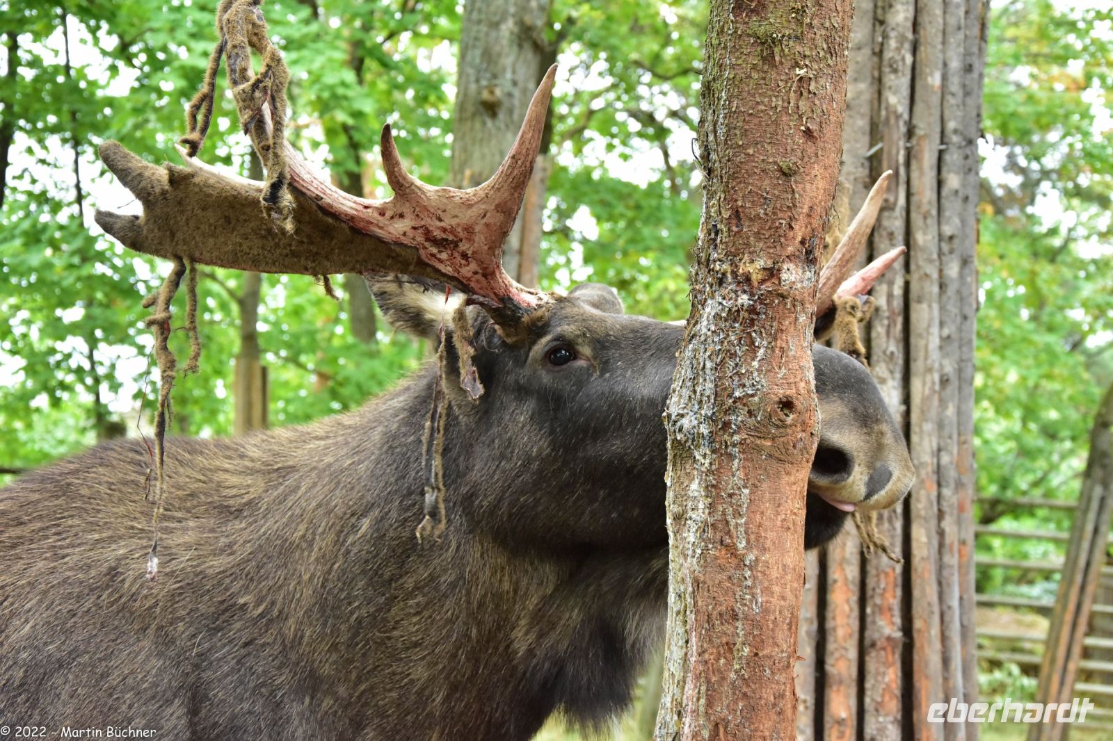 Elche im Freilichtmuseum Skansen
