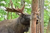 Elche im Freilichtmuseum Skansen