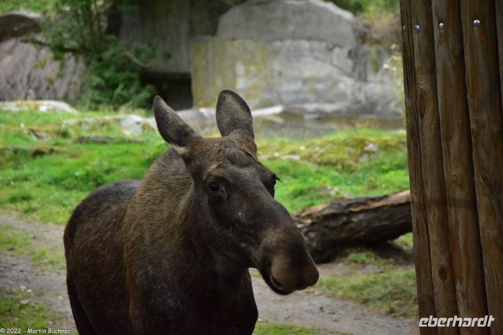 Elche im Freilichtmuseum Skansen