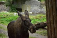 Elche im Freilichtmuseum Skansen