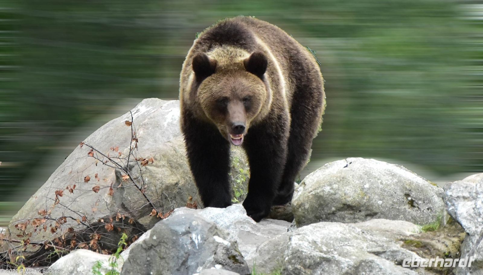 Braunbären im Freilichtmuseum Skansen