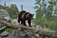 Braunbären im Freilichtmuseum Skansen