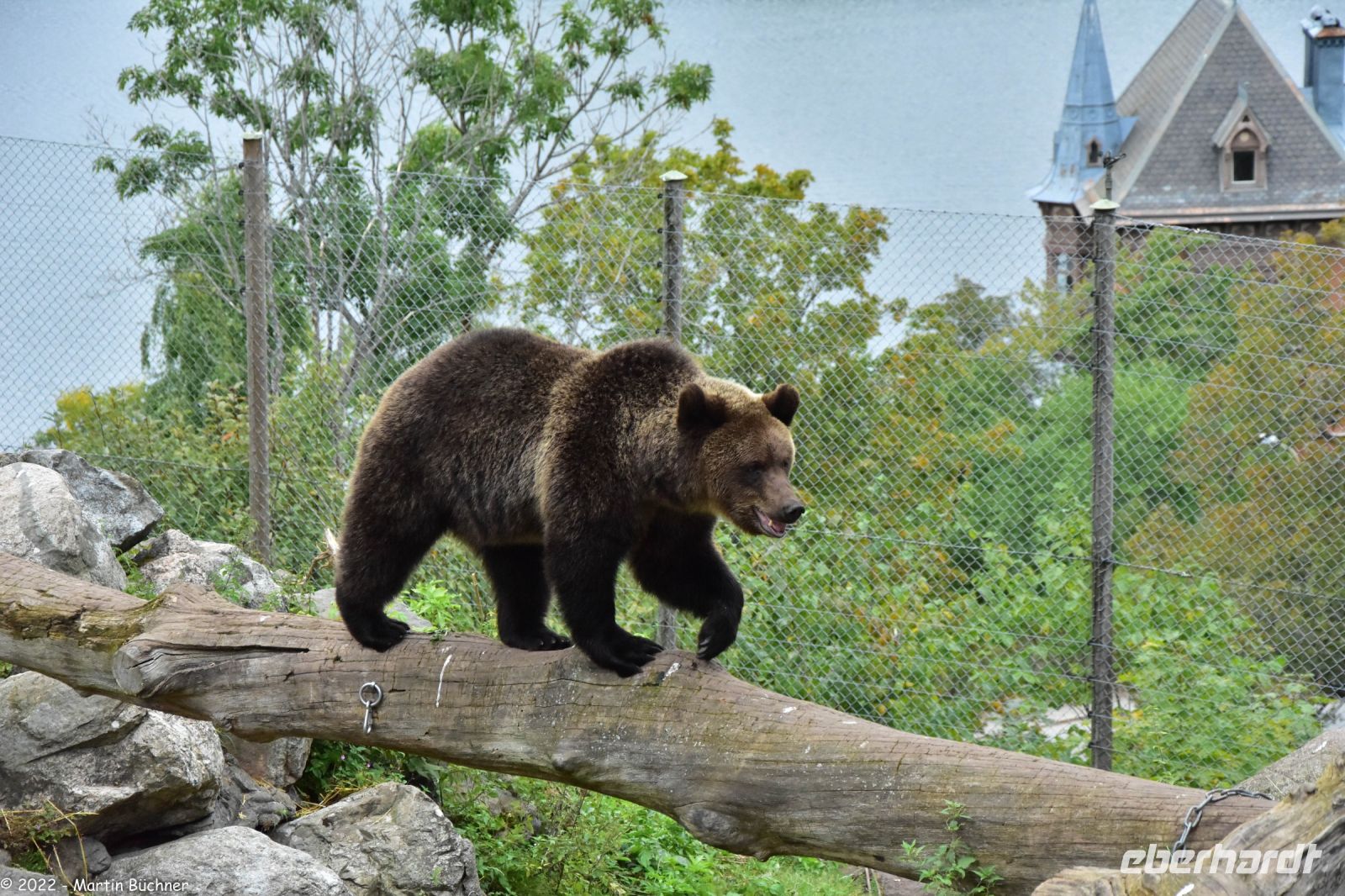 Braunbären im Freilichtmuseum Skansen