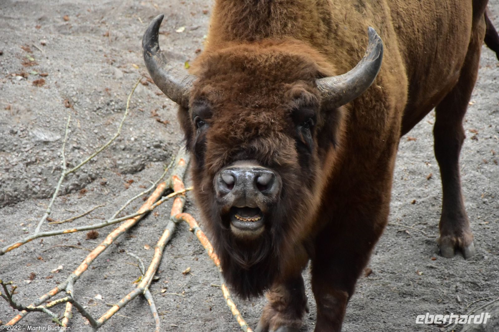 Europäisches Wisent im Freilichtmuseum Skansen