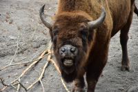 Europäisches Wisent im Freilichtmuseum Skansen