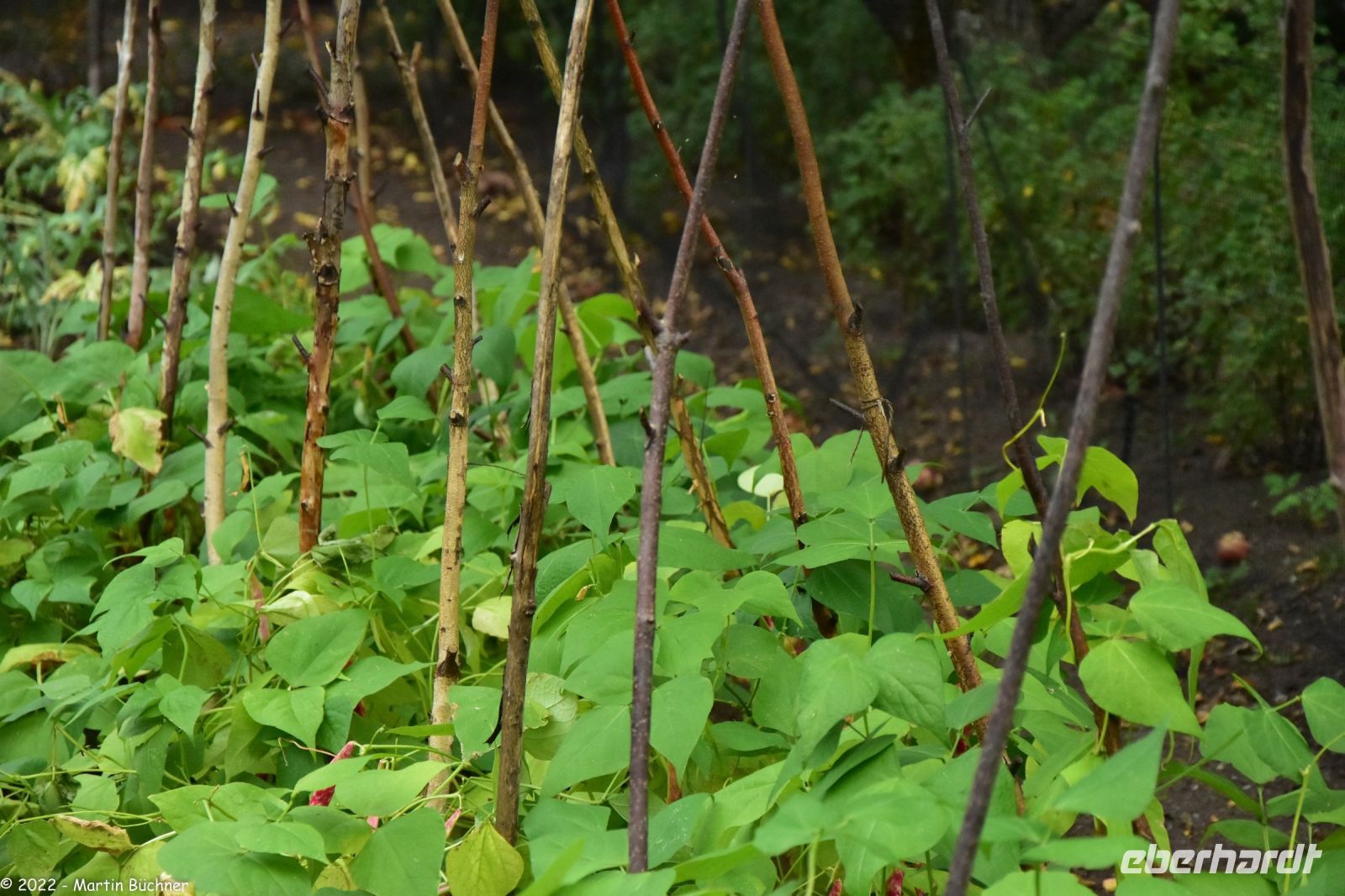 Freilichtmuseum Skansen