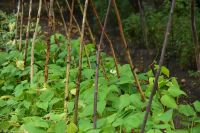 Freilichtmuseum Skansen
