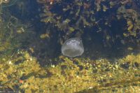 Sandhamn in den Außenschären