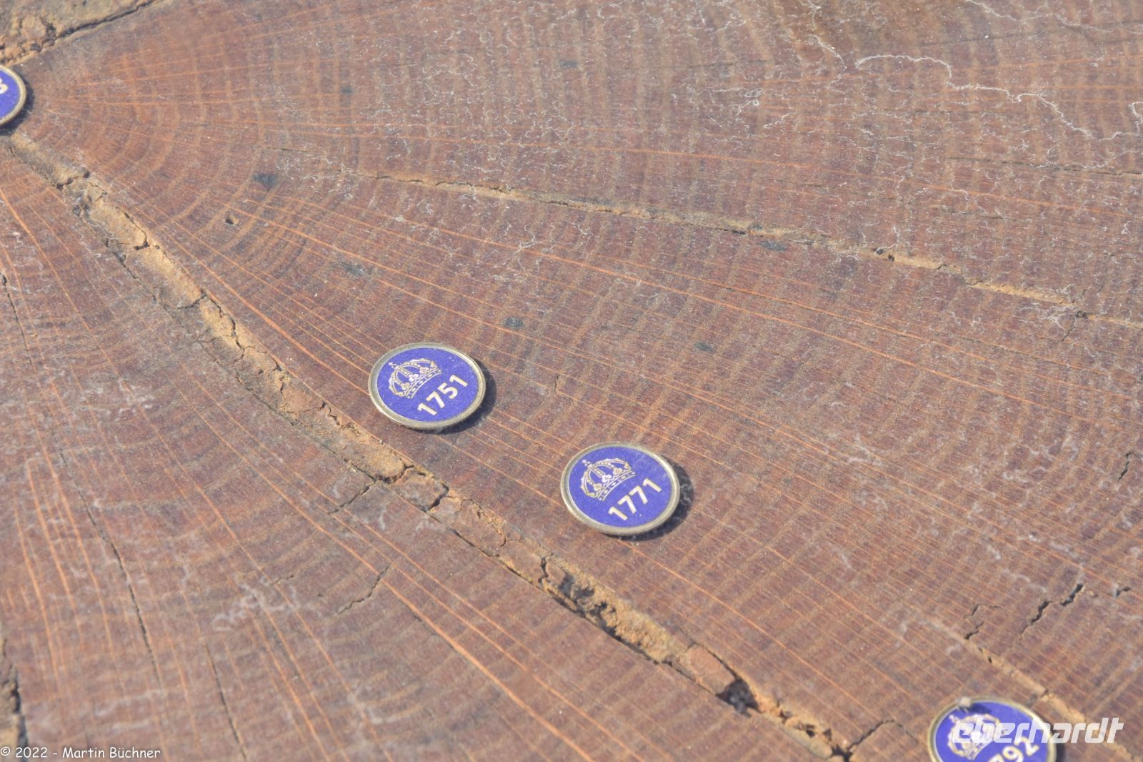 Schwedische Geschichte anhand von Baumringen einer schwedischen Eiche