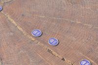 Schwedische Geschichte anhand von Baumringen einer schwedischen Eiche